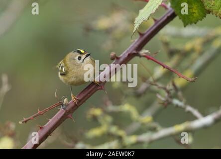 Un grazioso Goldcrest, Regulus regulus, appollaiate su un rovo spinoso bush. È a caccia di insetti da mangiare. Foto Stock