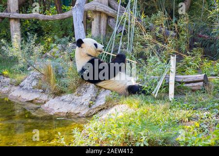 Gigantesco Orso Panda mangiare il bambù e stare sdraiato sulla schiena Foto Stock