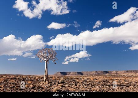 Albero di Qiver solitario, dicotoma di aloe, kokerboom, deserto di ghiaia, vicino Grunau, Regione di Karas, Namibia, Africa Meridionale, Africa Foto Stock