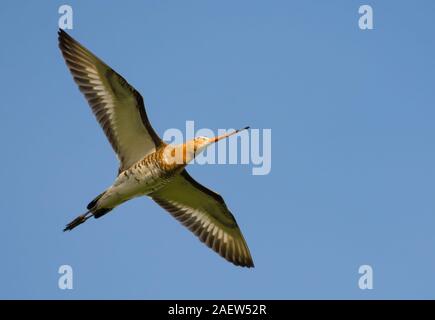 Nero-tailed godwit in alto volo con completamente spalmata ali Foto Stock