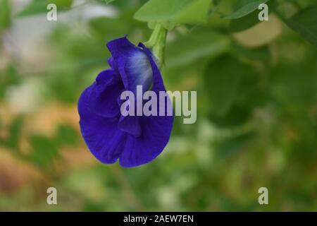 Clitoria ternatea. Un fiore ornamentale con esotici colore e forma. Boyolali, Giava centrale, Indonesia. Foto Stock