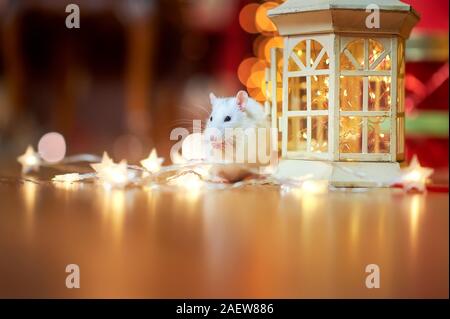 Un divertente di ratto bianco corre sul pavimento vicino la festosa ghirlande, in mezzo alle luci luminose. Doni. Simbolo del 2020 Foto Stock