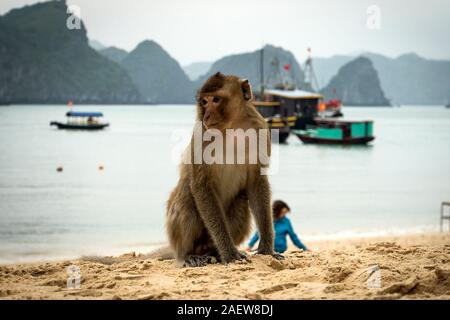 Monkey Island Beach a Lan Baia di Ha, la baia di Ha Long tour in Cat Ba, Vietnam Foto Stock