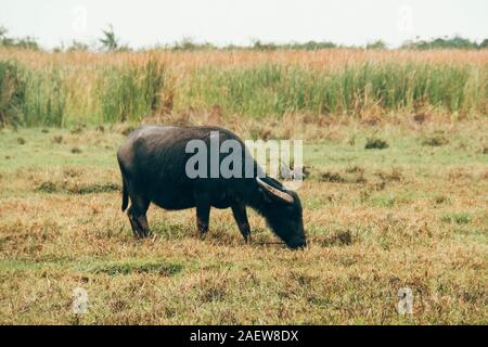 Buffalo nella campagna di Thailandia, Buffalo mangiare erba nel campo di riso, lo stile di vita di Buffalo nelle zone rurali Foto Stock