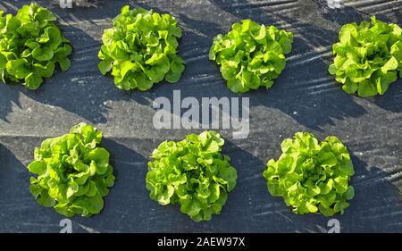 Patch di lattuga ricoperti di plastica strame usato per sopprimere le erbacce e conservare l'acqua. Foto Stock