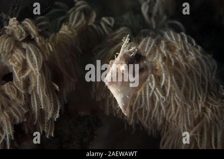 Setola filefish coda (Acreichthys tomentosus). Subacqueo fotografia macro da Lembeh, Indonesia Foto Stock