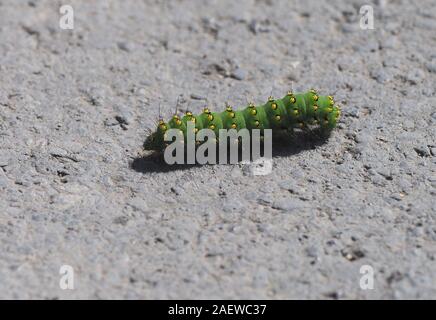 L'imperatore Moth Larva Foto Stock