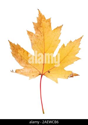 Autumn Leaf su un terreno isolato su bianco Foto Stock