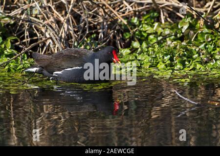 Common moorhen Gallinula chloropus alimentando in una tributory del Fiume Itchen Winnall Mori Hampshire e dell' Isola di Wight Wildlife Trust Reserve verricelli Foto Stock