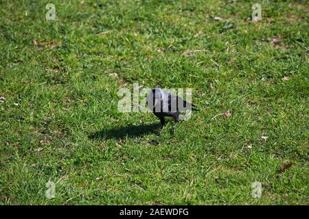 Western taccola Corvus monedula alimentazione su un prato accanto al Cafe a Arne RSPB Riserva, Isle of Purbeck, Dorset, England, Regno Unito, Aprile 2018 Foto Stock