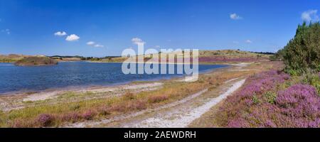 Un lago e fioritura heather in dune di Schoorl, Paesi Bassi su una luminosa e soleggiata giornata. Foto Stock