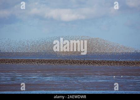 Red knot Calidris canutus gregge in volo sulle velme dove beccacce di mare Haematopus ostralegus sono sono ' appollaiati, Snettisham RSPB riserva, Foto Stock