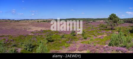 Blooming heather campi in dune di Schoorl nei Paesi Bassi in una giornata di sole. Foto Stock