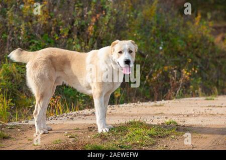 Alabai (pastore) cane luminoso sullo sfondo di autunno Foto Stock