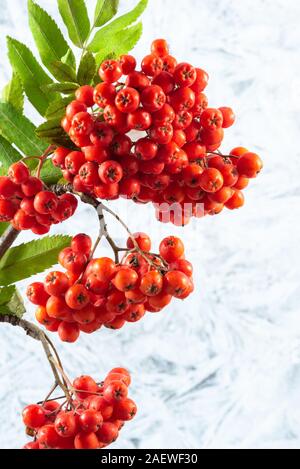 Rowan ramo frutti di sorbo rosso sfondo color argento Foto Stock