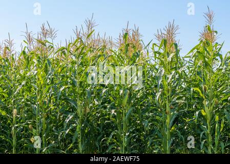 Pianta di mais campagna sul campo su soleggiate giornate estive. Agricoltura e golden meadow sfondo. Foto Stock