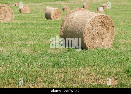 I rotoli di fieno in un campo di grano. Haystacks nei terreni agricoli. Mietitura del grano concetto. Campagna su soleggiate giornate estive. Le balle di fieno. Agricoltura e gol Foto Stock