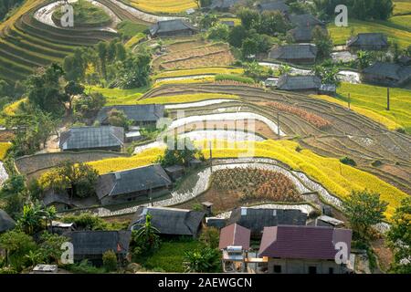 Alba su campi di riso prepara il raccolto a nord-ovest del Vietnam. I campi di riso a terrazze di Hoang Su Phi, Ha Giang provincia, Vietnam. Il Vietnam paesaggi Foto Stock