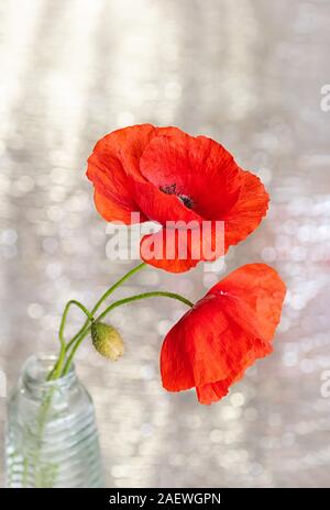 Bel bouquet di papavero rosso fiori. Sfocatura bokeh, il fuoco selettivo. Close up. Foto Stock
