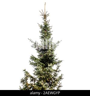 Albero di abete rosso isolato su sfondo bianco, foto quadrata Foto Stock