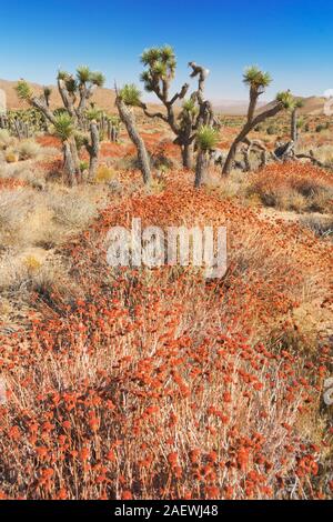 Alberi di Joshua nel sud della Sierra Nevada in California in un giorno chiaro. Foto Stock