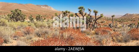 Alberi di Joshua nel sud della Sierra Nevada in California in un giorno chiaro. Foto Stock