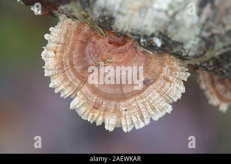 Trametes ochracea, noto come staffa di ocra fungo, wild polypore dalla Finlandia Foto Stock