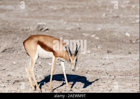 Una Impala -Aepyceros melampus- pascolare sulle pianure del Parco Nazionale di Etosha, Namibia. Foto Stock