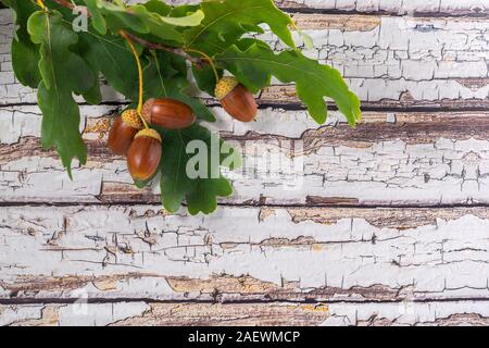 Quattro ghiande e il ramo con foglie bianco sullo sfondo di legno Foto Stock