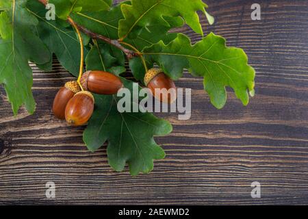 Quattro ghiande e il ramo con foglie scure sullo sfondo di legno Foto Stock