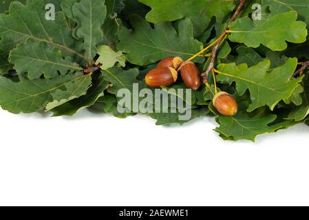 Quattro ghiande e il ramo con foglie sfondo bianco Foto Stock