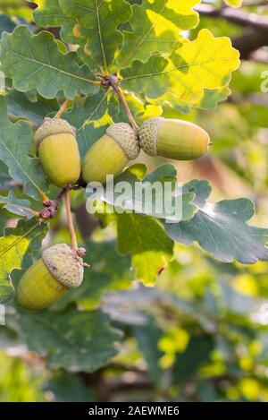 Grande giallo su Ghiande di quercia foglie verde sullo sfondo Foto Stock