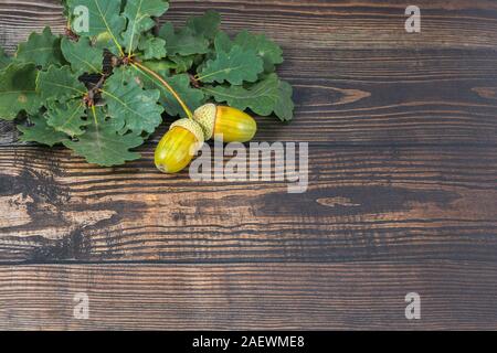 Due grandi giallo ghiande su foglie di quercia marrone sullo sfondo di legno Foto Stock