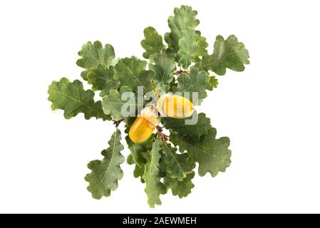 Tre grandi giallo ghiande su foglie di quercia isolato sfondo bianco Foto Stock