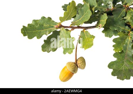 Grande giallo acorn sul ramo di quercia verde lascia lo sfondo bianco Foto Stock