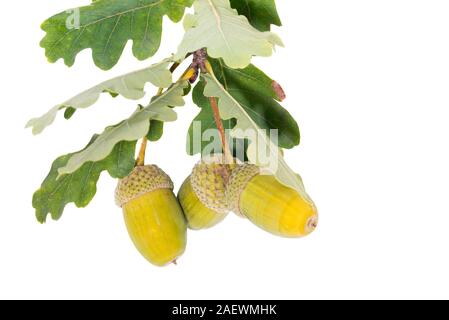 Tre grandi giallo ghiande su un ramo verde lascia lo sfondo bianco Foto Stock