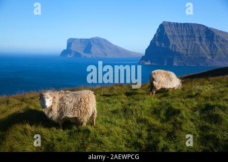 Gregge di pecore al pascolo su Kalsoy isola, Kallur Faro Ubicazione Foto Stock