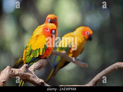 Closeup Sun Conure pappagallo appollaiato sul ramo isolato su sfondo Foto Stock