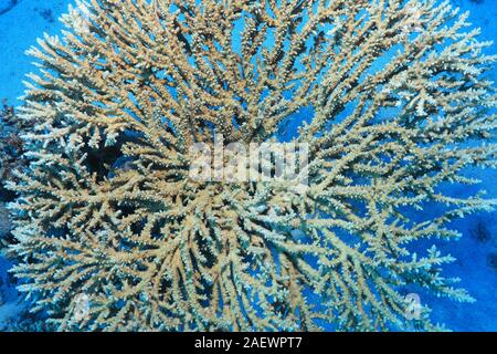 Chiusura del round stony coral subacquea in Mar Rosso Foto Stock