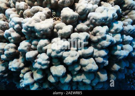 Close up di stony coral subacquea in Mar Rosso Foto Stock