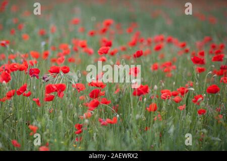 Campo di papavero nei Pirenei spagnoli in primavera Foto Stock