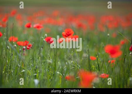 Campo di papavero nei Pirenei spagnoli in primavera Foto Stock