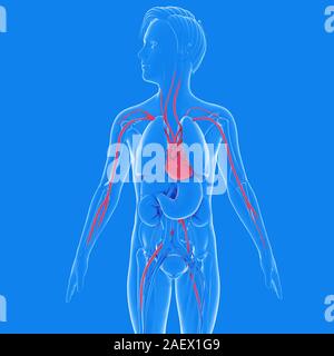 3d illustrazione della parte interna di un uomo di anatomia con stile grafico. Mostra gli organi interni. evidenziando il cuore e il sistema circolatorio. Foto Stock