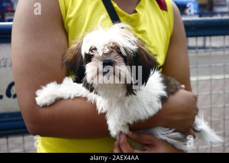 Foto di un simpatico adulto shih tzu cane portato da un uomo Foto Stock