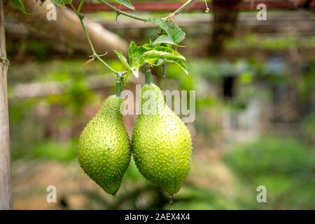 Il GAC verde frutta sul traliccio di bambù. Frutti che sono nutrienti a base di erbe e Foto Stock