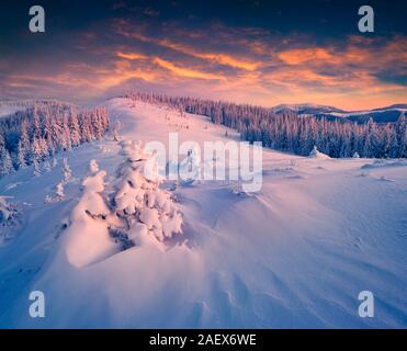 Mezz'ora prima dell'alba. Alberi e montagne incandescente luce rosa e venuto il tempo della fiaba in montagne invernali. Carpazi, Gorgan's ridge, Uktra Foto Stock