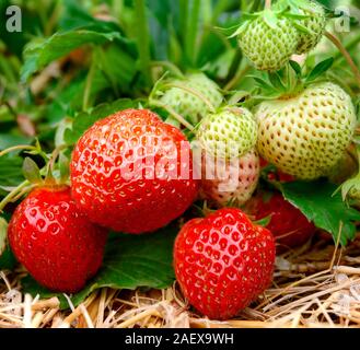 Mature e frutti immaturi fragole crescere sul terreno Foto Stock