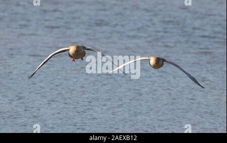 Coppia di wild, UK che sopraggiungono graylag oche (Anser anser) isolato in volo sopra l'acqua. Due oche, fianco a fianco, con ali stese, provenienti per lo sbarco Foto Stock