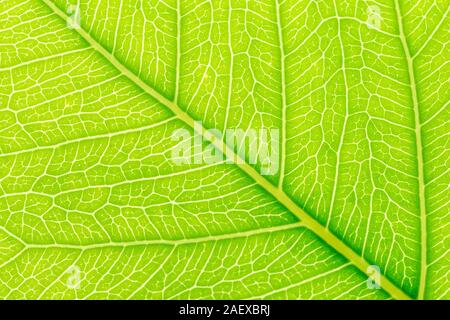 Naturale foglia verde dello sfondo con la luce alle spalle per la progettazione grafica. Foto Stock