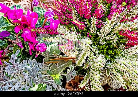 Lueneburg heath: Foto Stock